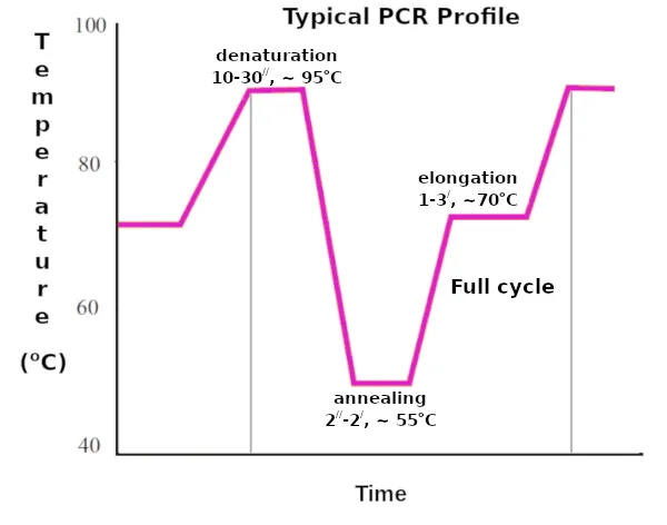 Temperature profile of PCR